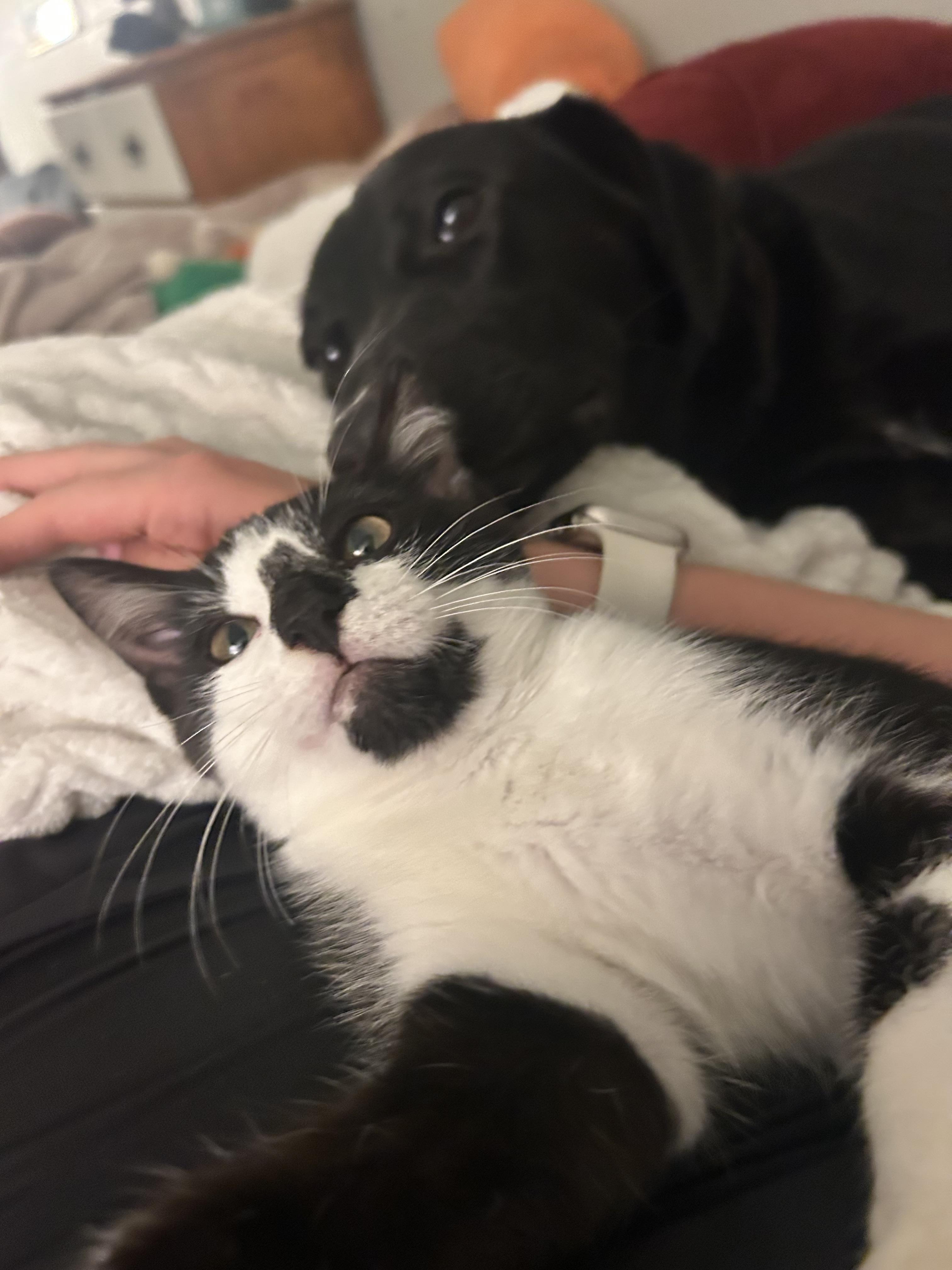 Enlarge George, a Adoptable Domestic Short Hair in Mississippi State, MS image 2/6