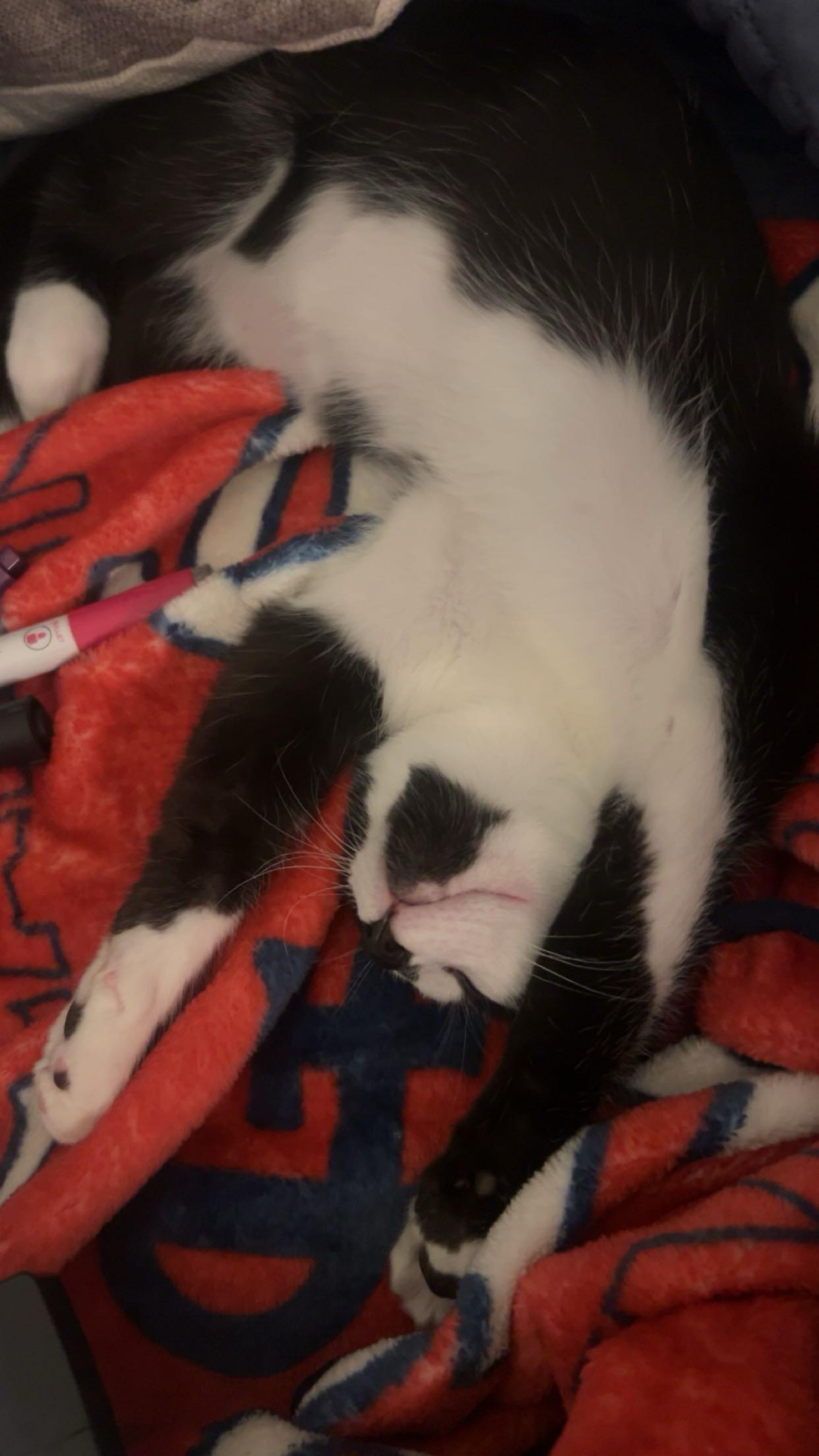 Enlarge George, a Adoptable Domestic Short Hair in Mississippi State, MS image 4/6