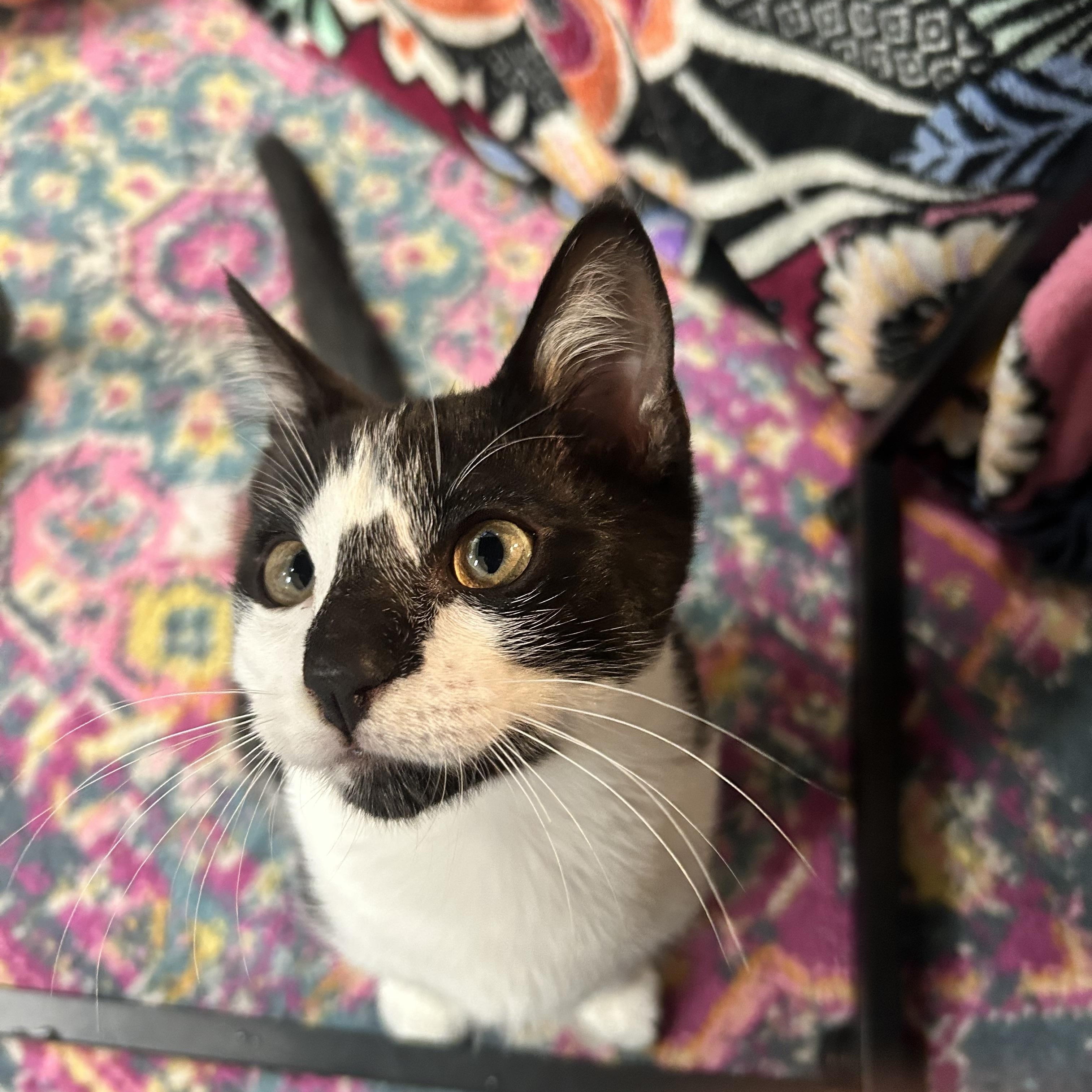 Enlarge George, a Adoptable Domestic Short Hair in Mississippi State, MS image 5/6