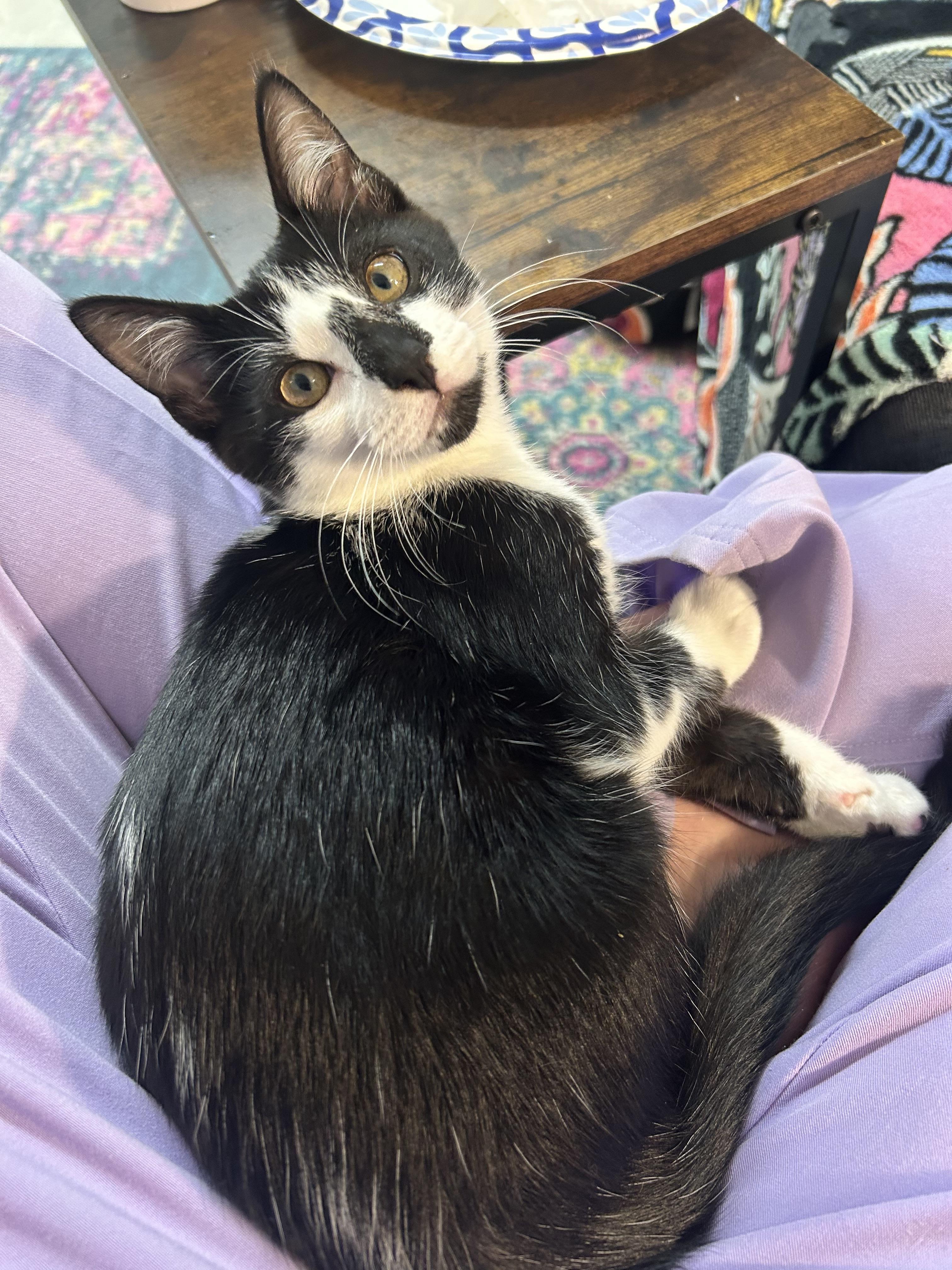 Enlarge George, a Adoptable Domestic Short Hair in Mississippi State, MS image 6/6