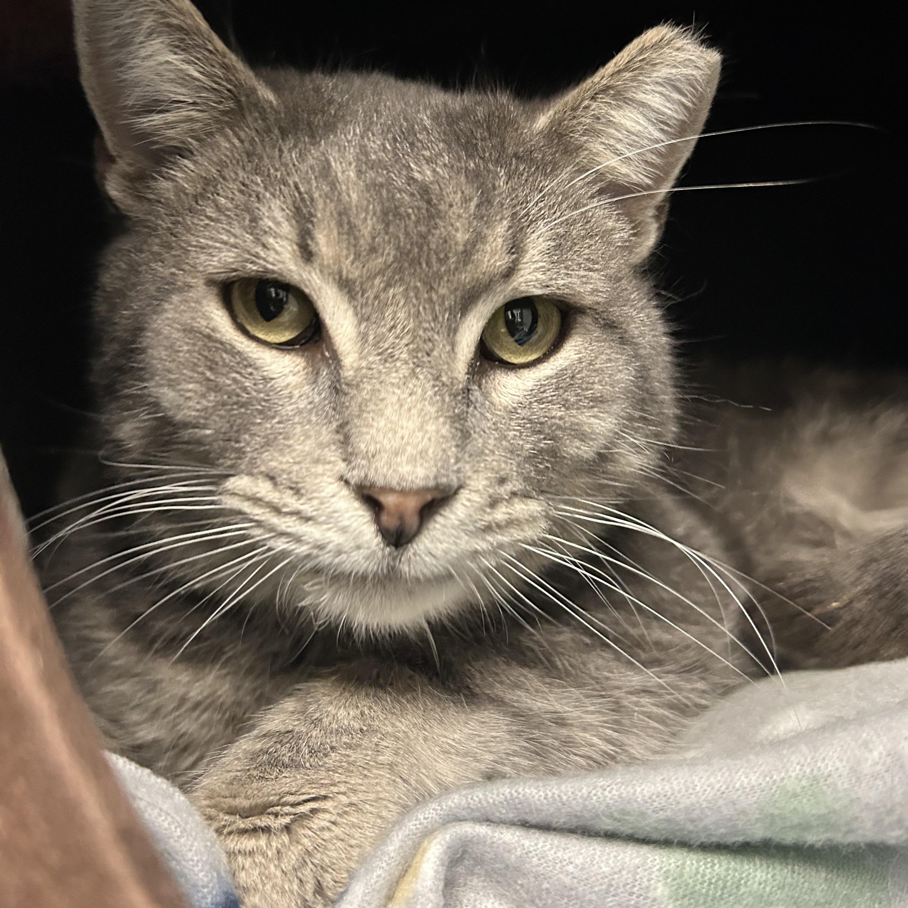 Guppy, ADOPTABLE, Adult Male Domestic Short Hair.