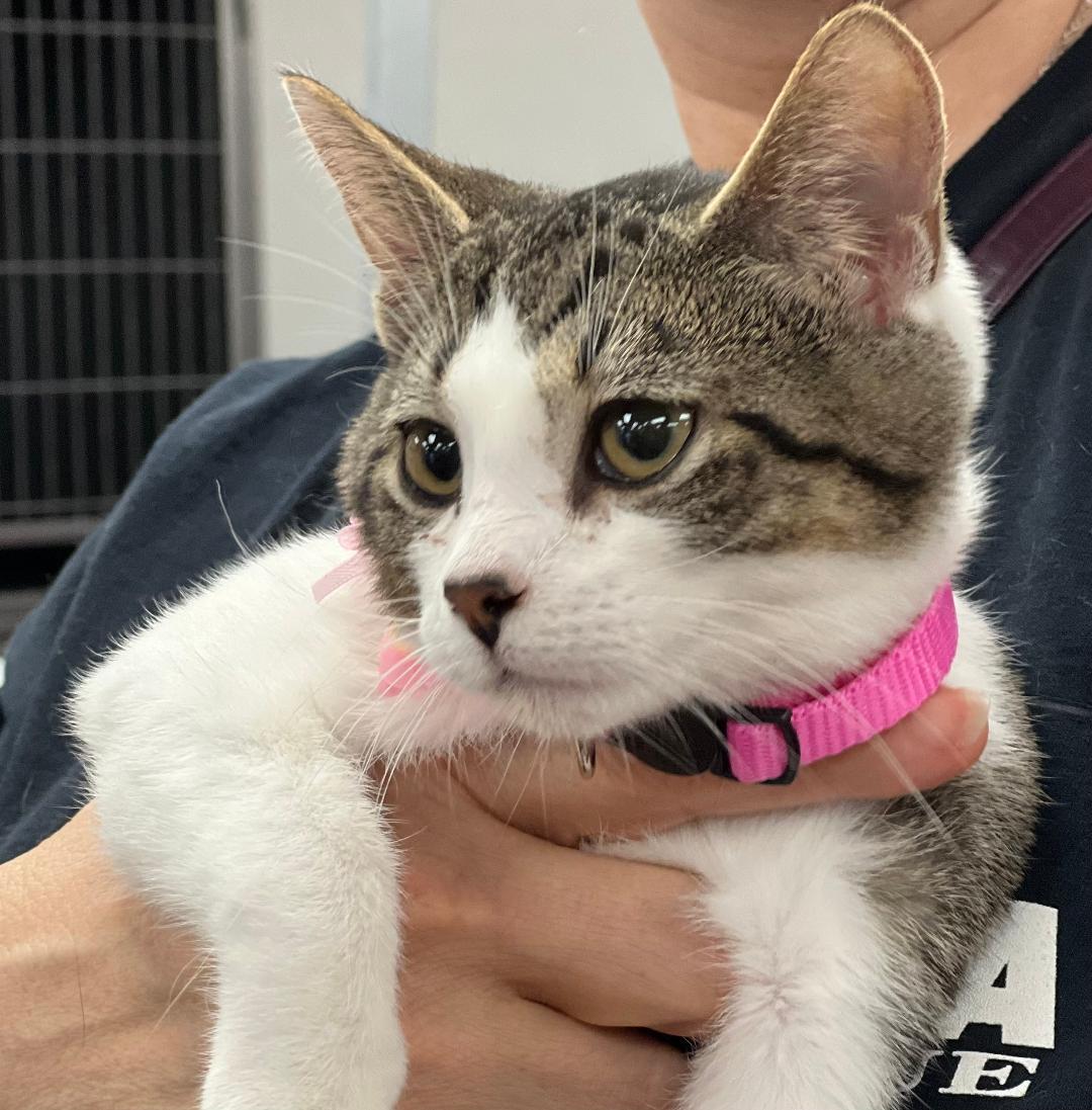 Moana, Baby Female Domestic Short Hair