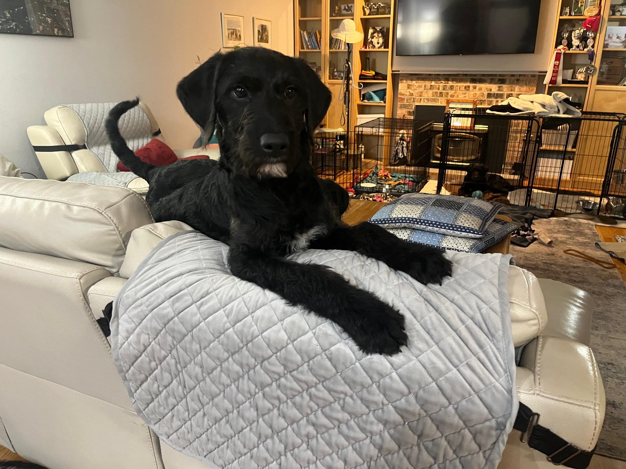 Enlarge Travis, an adopted mixed breed in Portland, OR image 2/4