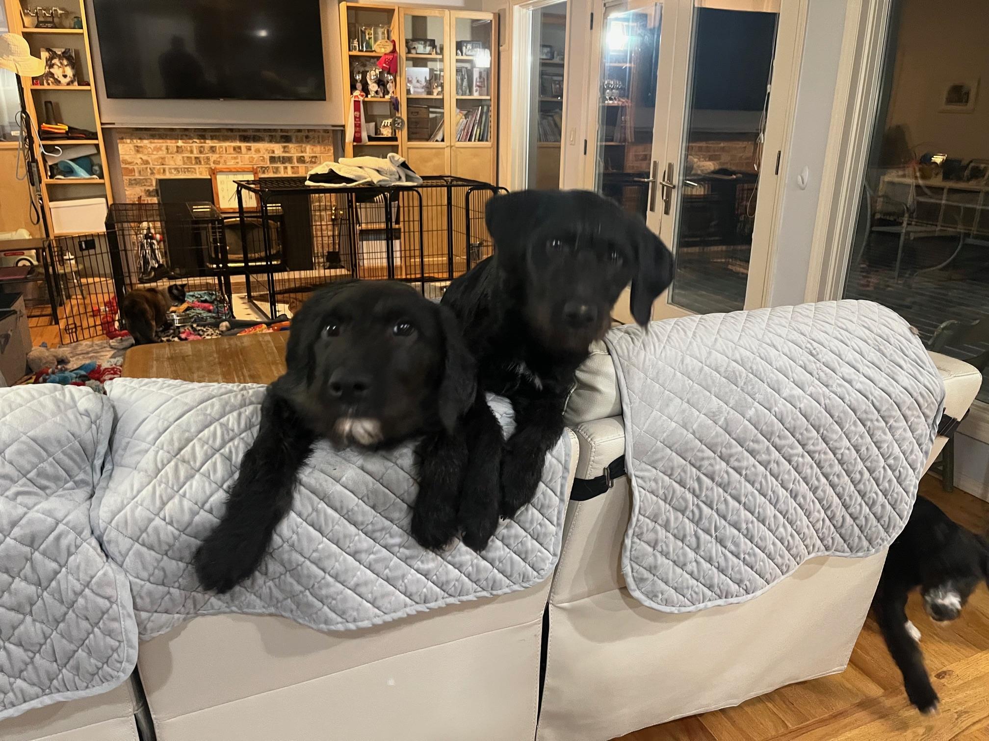 Enlarge Travis, an adopted mixed breed in Portland, OR image 4/4