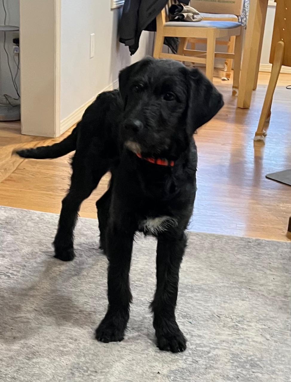 Travis, adopted, Puppy Male Border Collie.