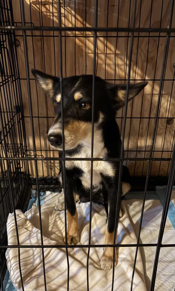 Enlarge Whisper, a Adoptable mixed breed in Plymouth, MN image 1/1