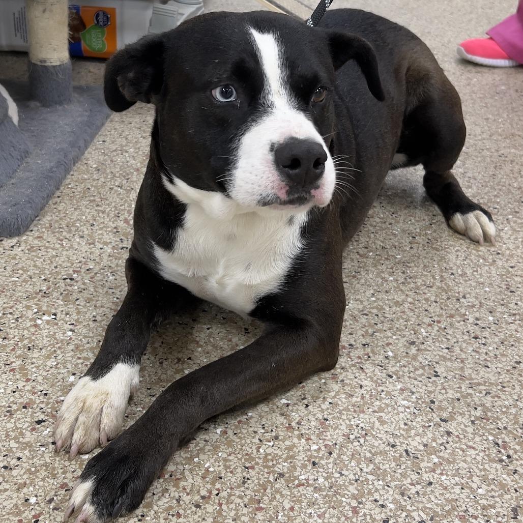 Hodge, Adoptable, Adult Male English Bulldog.