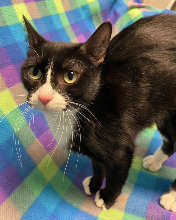 Enlarge Baby Ruth, a ADOPTABLE Domestic Short Hair in Jackson, MI image 2/6