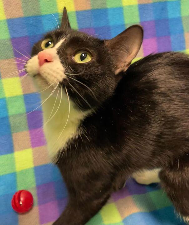Enlarge Baby Ruth, a ADOPTABLE Domestic Short Hair in Jackson, MI image 1/6
