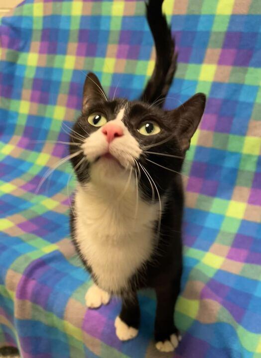 Enlarge Baby Ruth, a ADOPTABLE Domestic Short Hair in Jackson, MI image 4/6