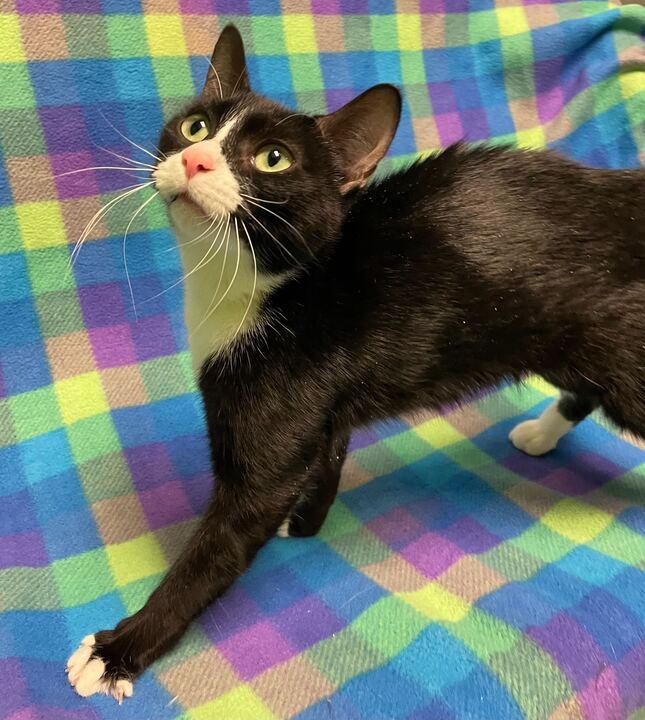 Enlarge Baby Ruth, a ADOPTABLE Domestic Short Hair in Jackson, MI image 6/6