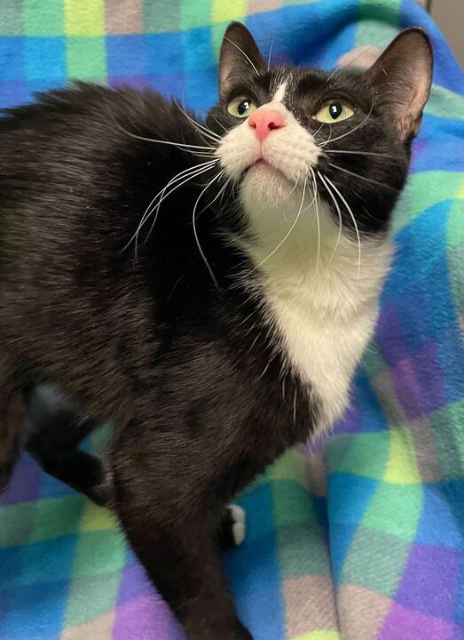 Enlarge Baby Ruth, a ADOPTABLE Domestic Short Hair in Jackson, MI image 5/6