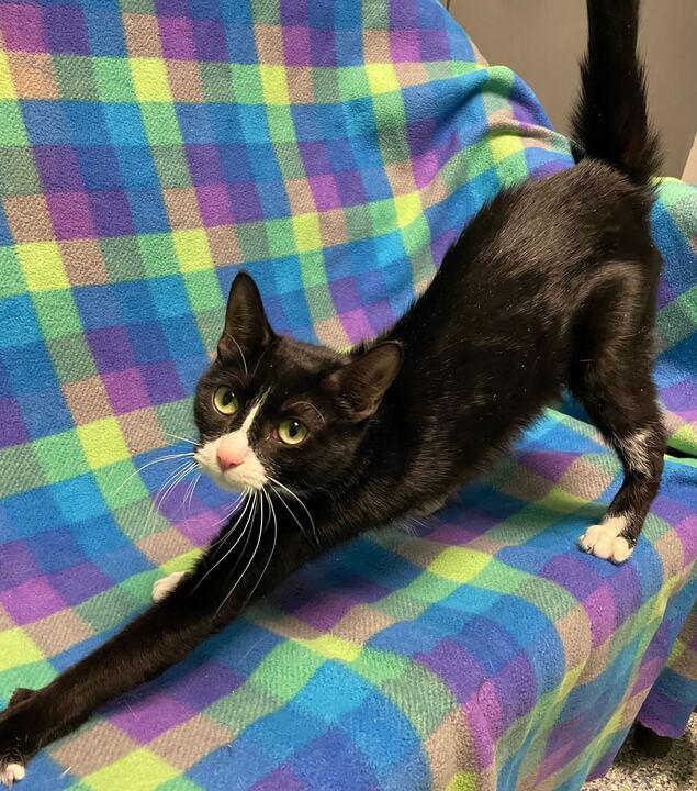 Enlarge Baby Ruth, a ADOPTABLE Domestic Short Hair in Jackson, MI image 3/6