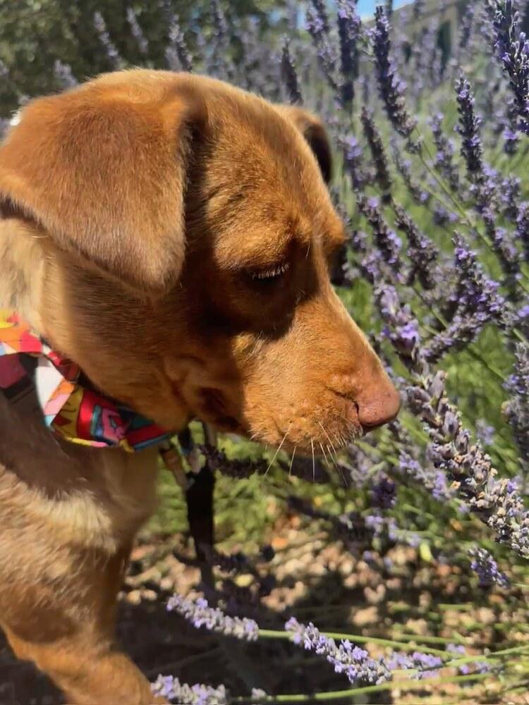 Enlarge Bailey, a Adoptable mixed breed in Denver, CO image 2/6
