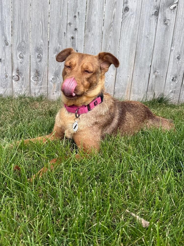 Enlarge Bailey, a Adoptable mixed breed in Denver, CO image 3/6