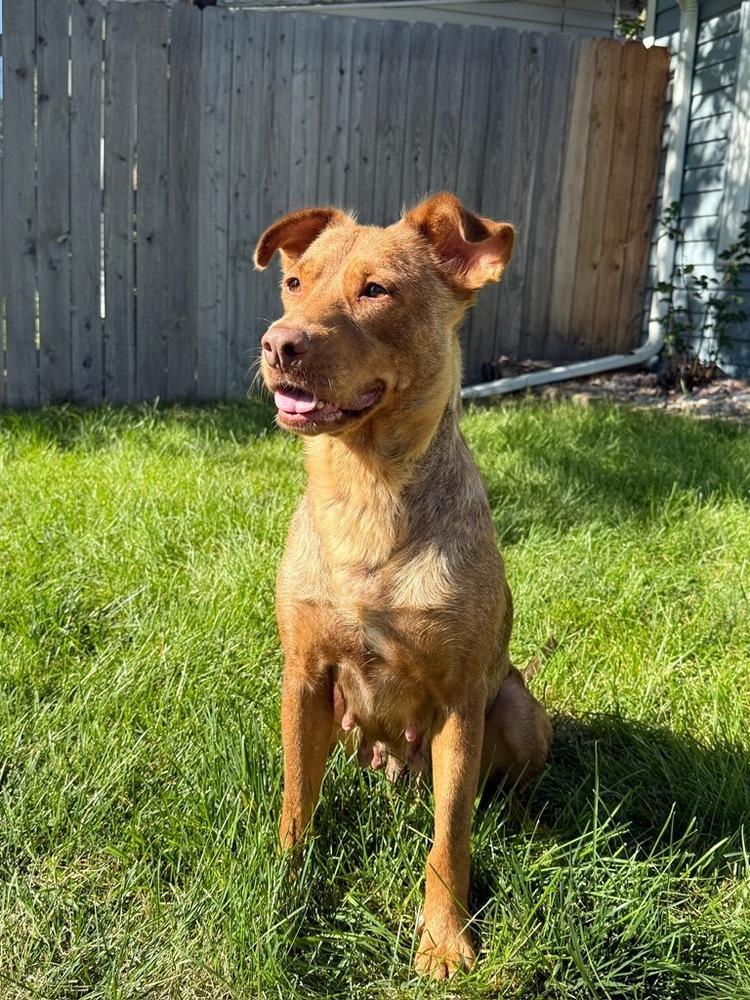 Enlarge Bailey, a Adoptable mixed breed in Denver, CO image 4/6