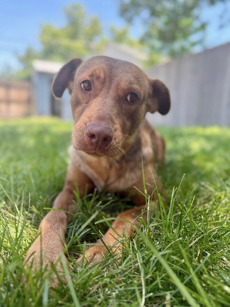 Enlarge Bailey, a Adoptable mixed breed in Denver, CO image 5/6