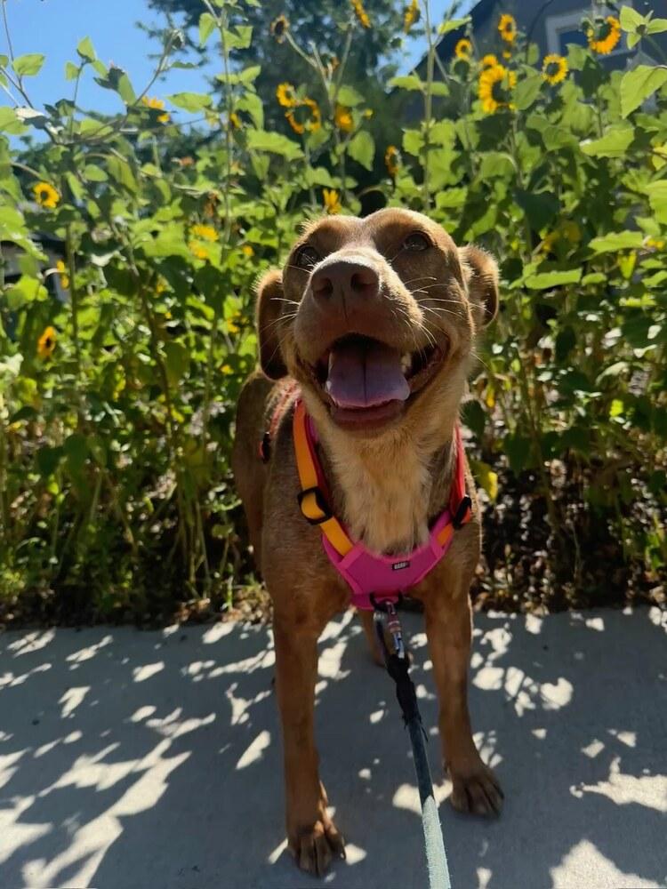 Enlarge Bailey, a Adoptable mixed breed in Denver, CO image 6/6