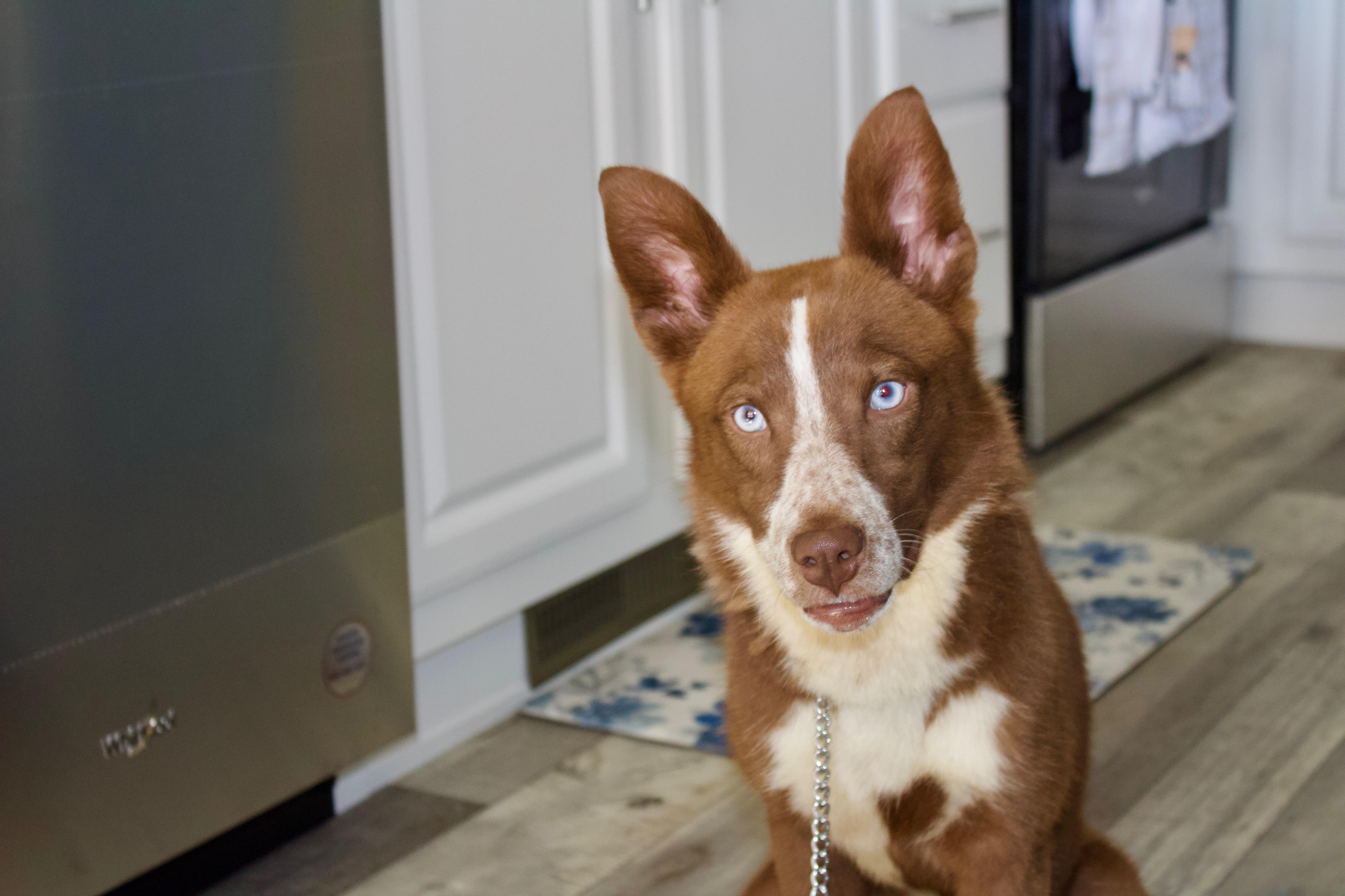 Grace, Adoptable, Young Female Australian Cattle Dog / Blue Heeler & Husky.