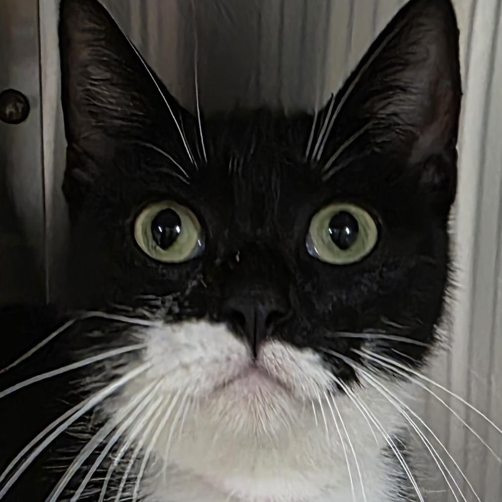 Enlarge STRAY CAT "Sweetie", a Adoptable Domestic Short Hair in Saint Cloud, MN image 1/1
