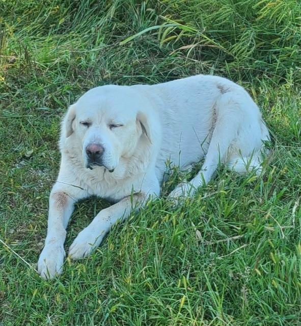 Enlarge Bo, a Adopted Great Pyrenees in Saint James, MN image 1/1