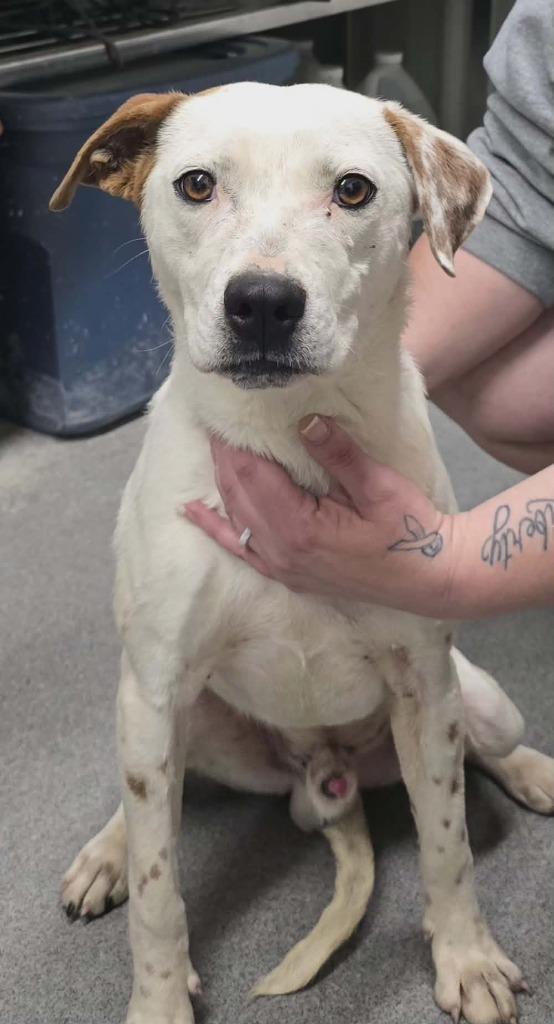 Ben, Adoptable, Young Male Mixed Breed.