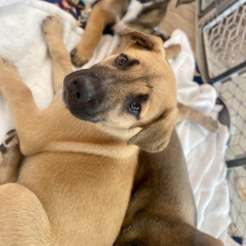 Cyrus, Adoptable, Puppy Male German Shepherd Dog & Labrador Retriever.