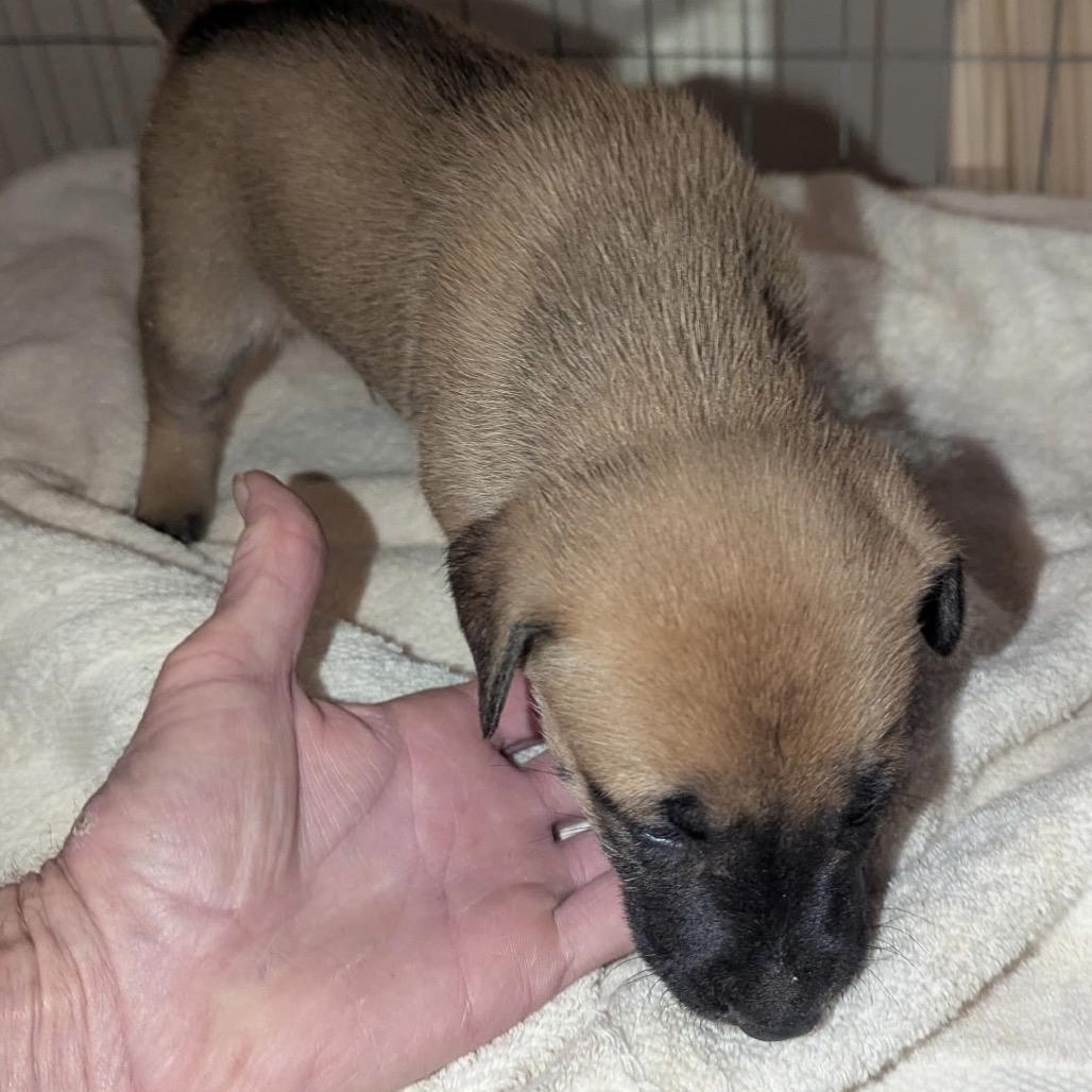 Cyrus, a Adoptable mixed breed in Fayetteville, GA image 2/6