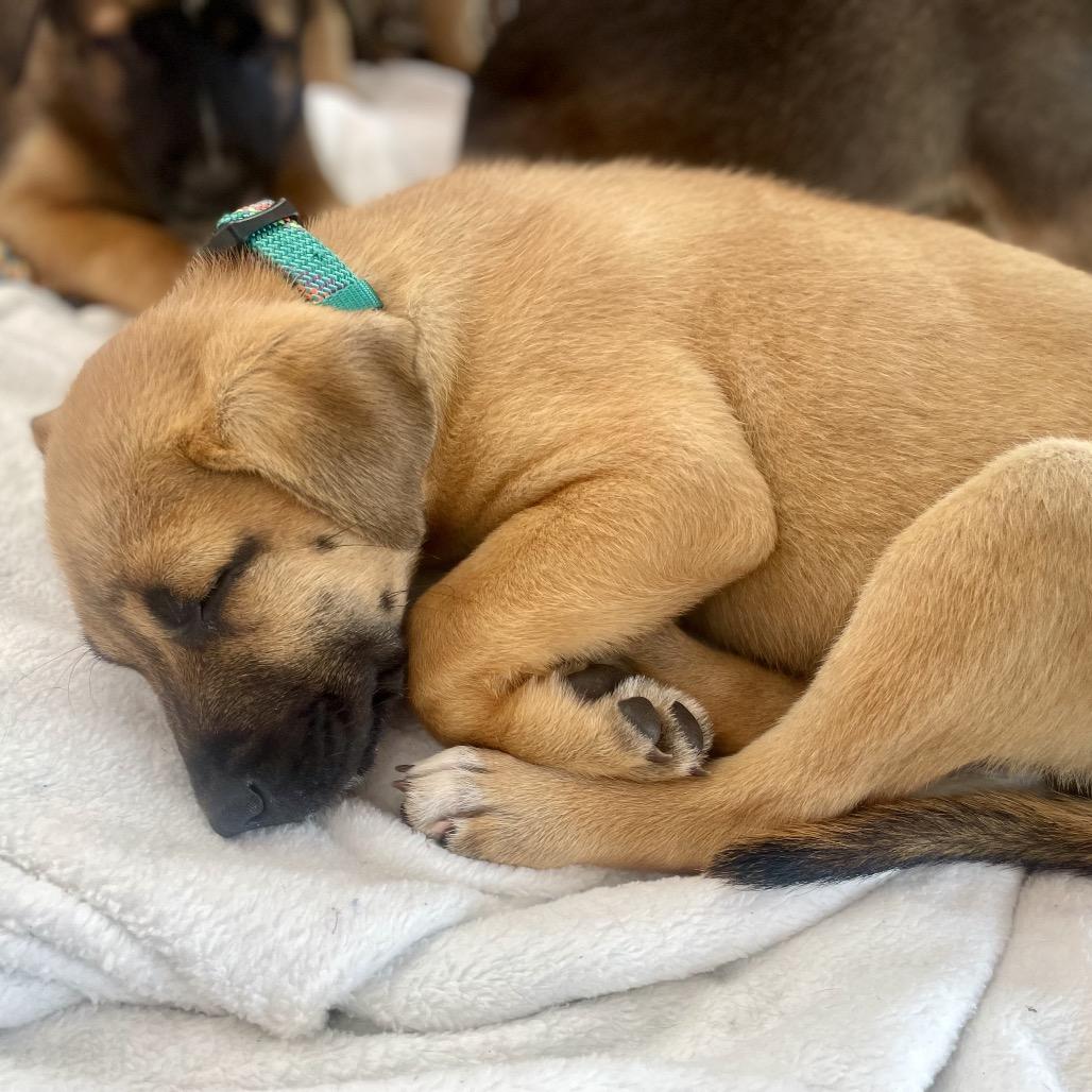 Cyrus, a Adoptable mixed breed in Fayetteville, GA image 3/6
