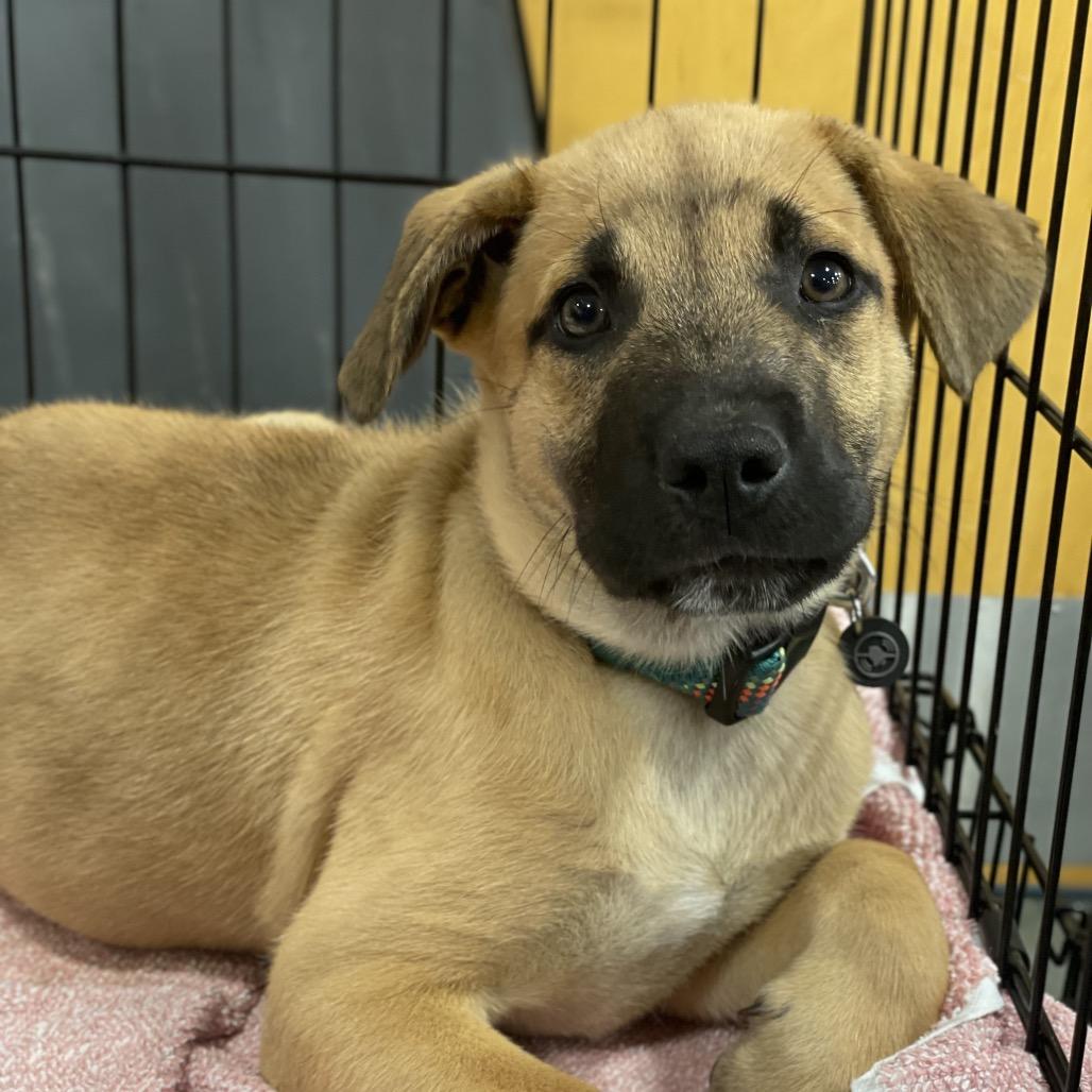 Cyrus, a Adoptable mixed breed in Fayetteville, GA image 4/6