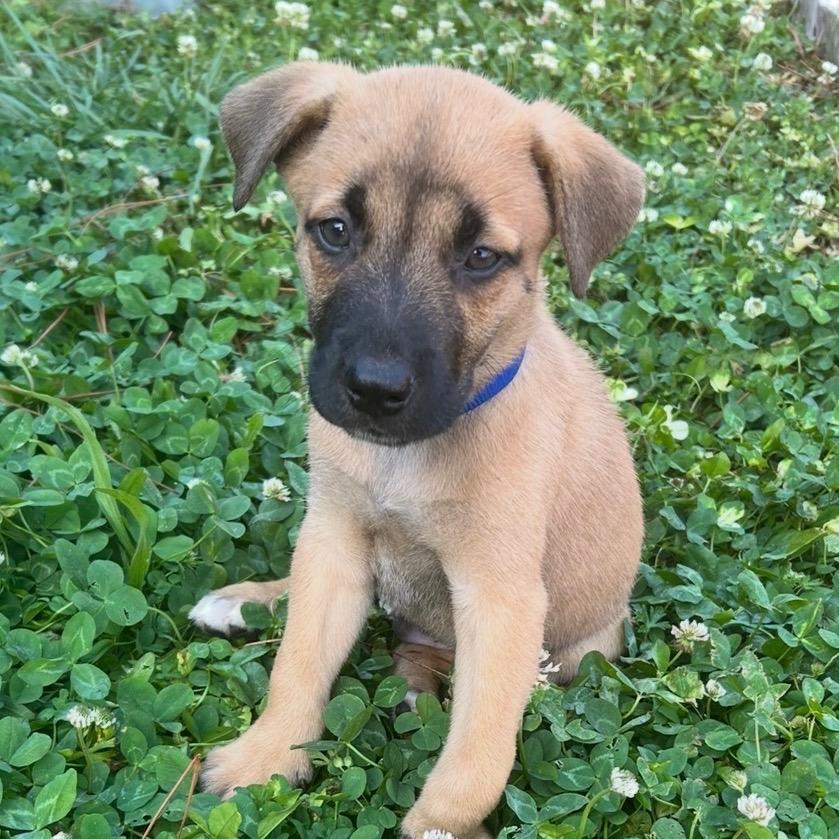 Cyrus, a Adoptable mixed breed in Fayetteville, GA image 5/6