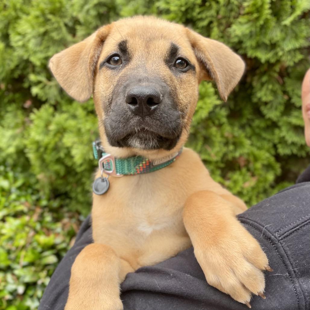 Cyrus, a Adoptable mixed breed in Fayetteville, GA image 6/6