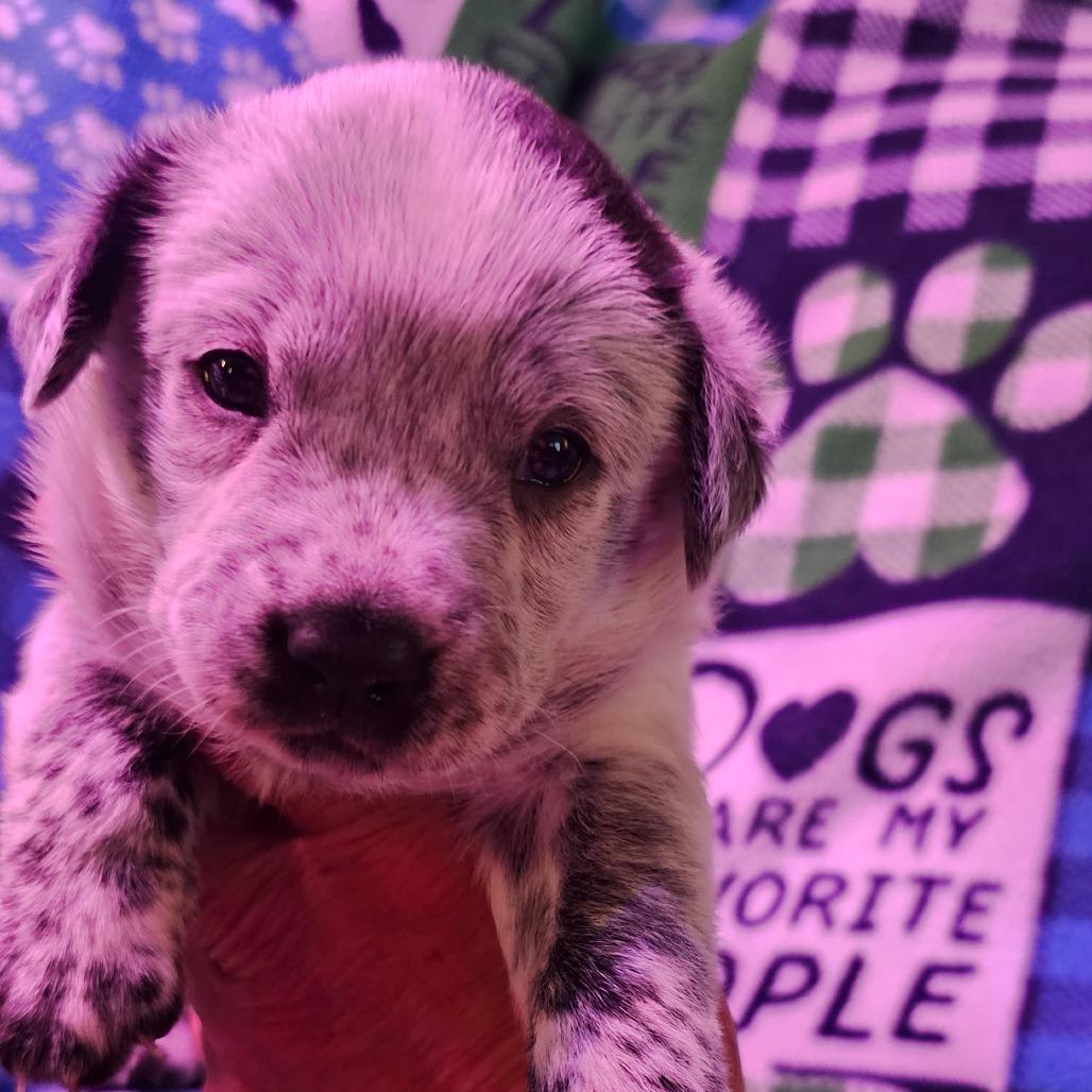 Waylon, Adoptable, Young Male Australian Cattle Dog / Blue Heeler.
