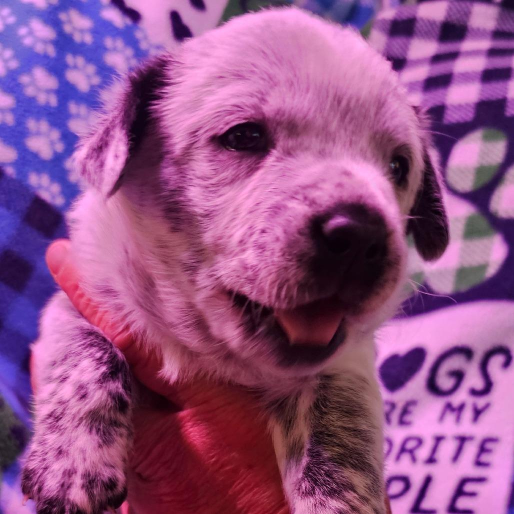 Enlarge Waylon, a Adoptable Australian Cattle Dog / Blue Heeler in Goltry, OK image 2/3