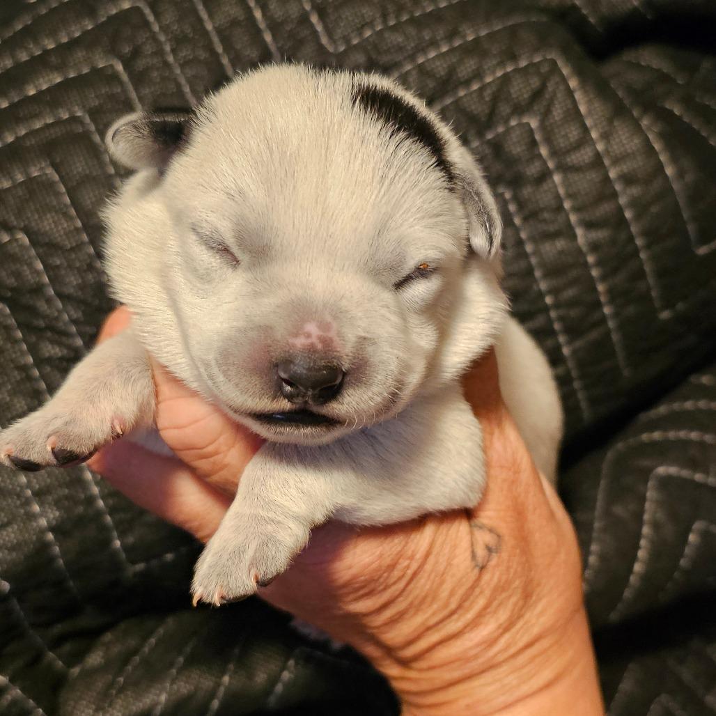 Enlarge Waylon, a Adoptable Australian Cattle Dog / Blue Heeler in Goltry, OK image 3/3