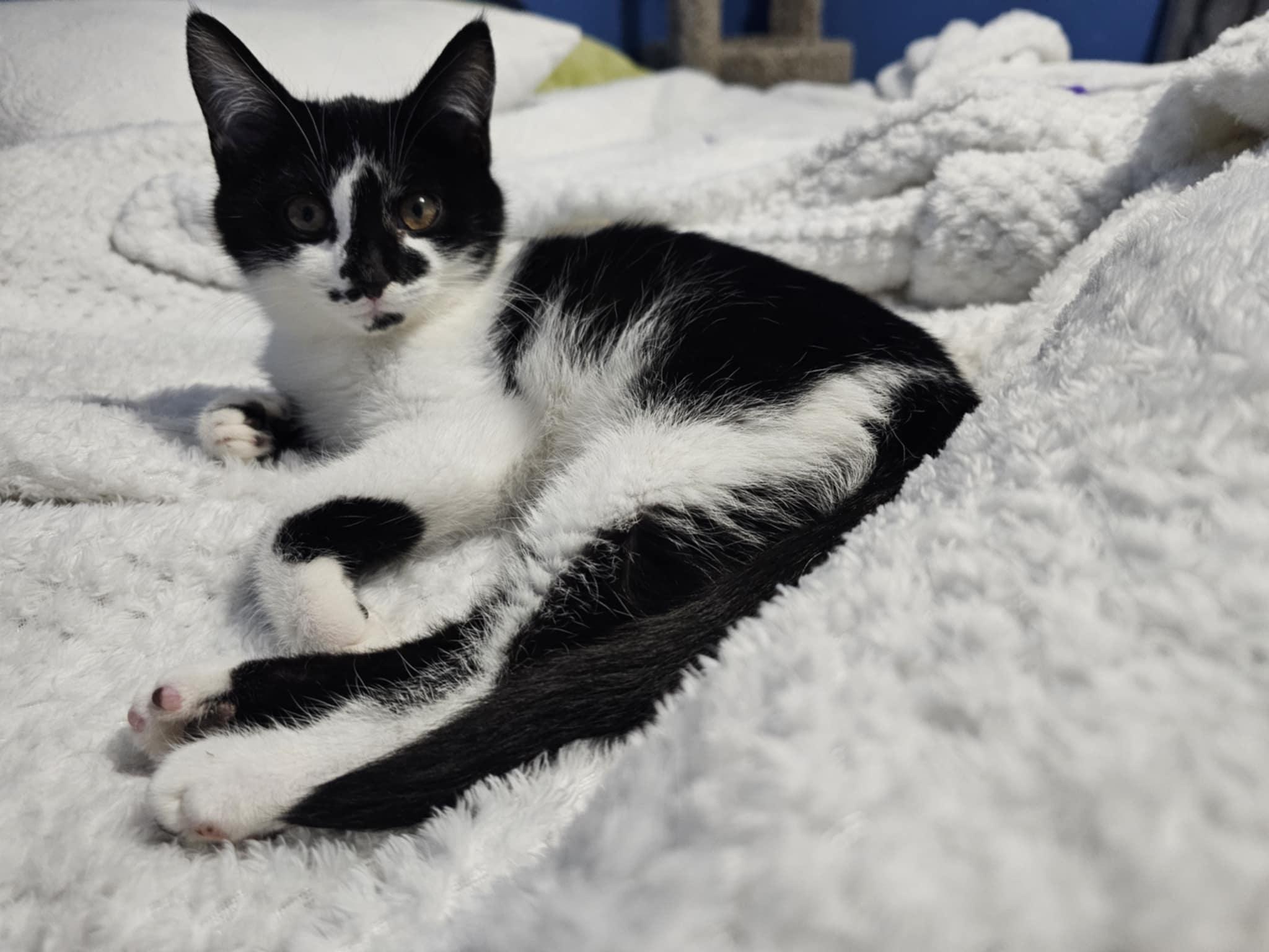 Enlarge Montoya, a Adoptable Domestic Short Hair in Baltimore, MD image 2/2