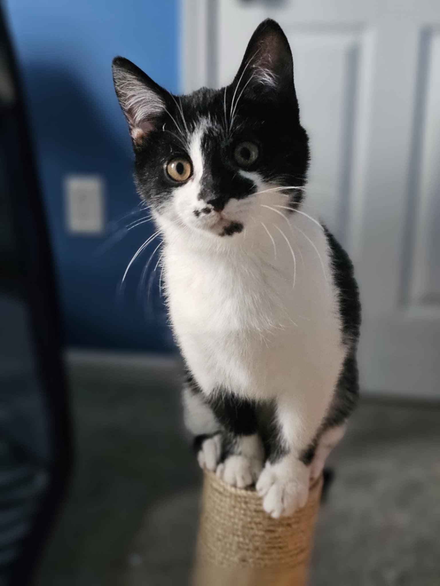 Montoya, Adoptable, Kitten Female Domestic Short Hair.