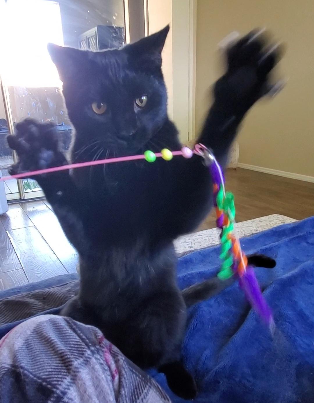 Rory, an adoptable mixed breed in Temecula, CA image 2/3