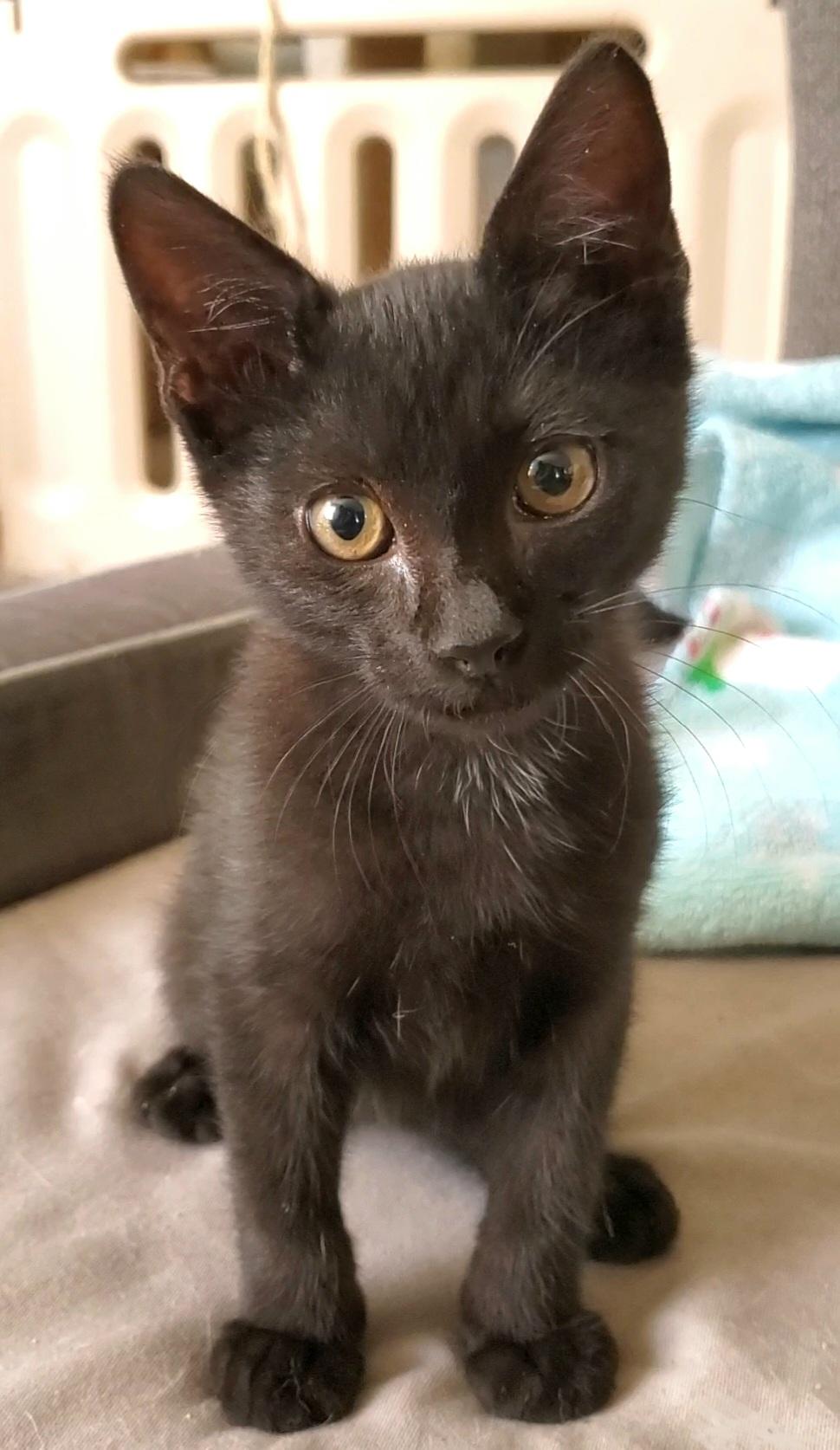 Rory, Adoptable, Kitten Male Domestic Short Hair & Tabby.