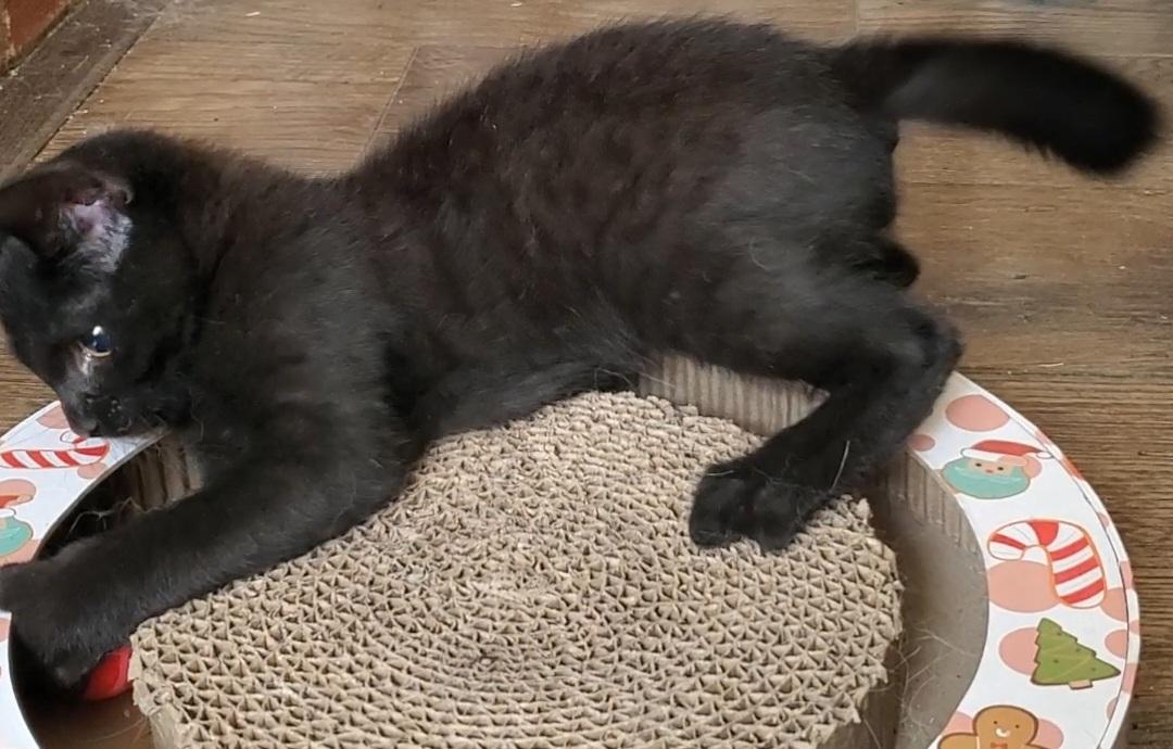 Enlarge Rory, a Adoptable mixed breed in Temecula, CA image 2/3