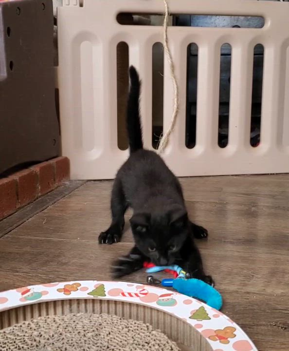 Enlarge Rory, a Adoptable mixed breed in Temecula, CA video 3/3