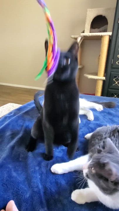 Enlarge Rory, an adoptable mixed breed in Temecula, CA video 3/3