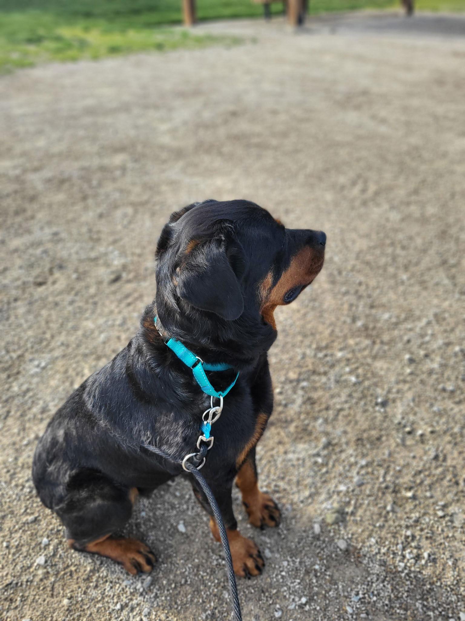 Arizona, a Adopted Rottweiler in New Albany, OH image 1/3