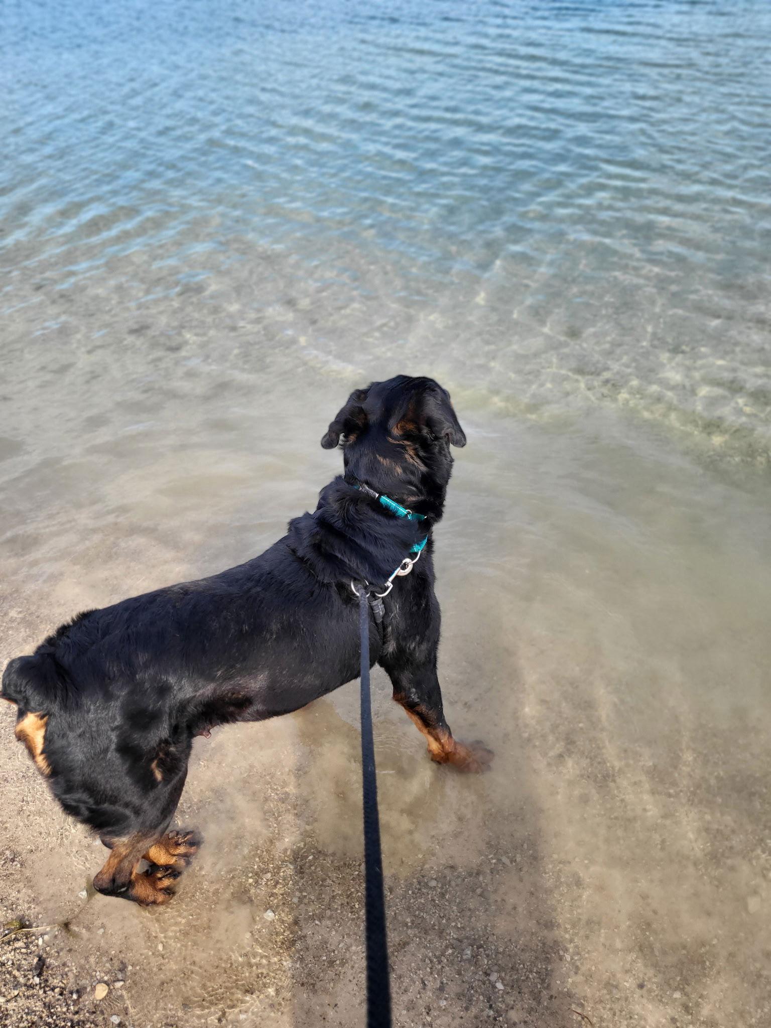 Arizona, a Adopted Rottweiler in New Albany, OH image 2/3