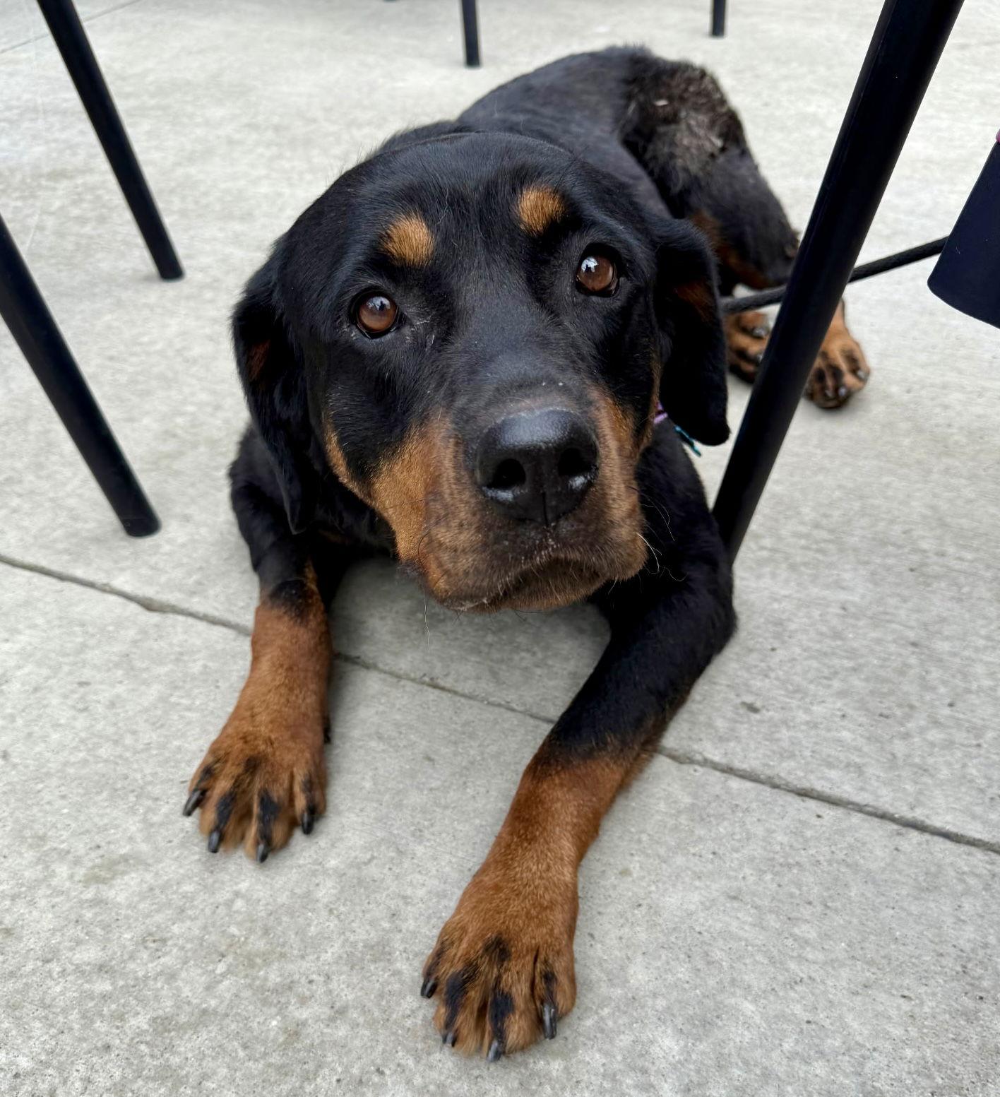 Arizona, a Adopted Rottweiler in New Albany, OH image 3/3