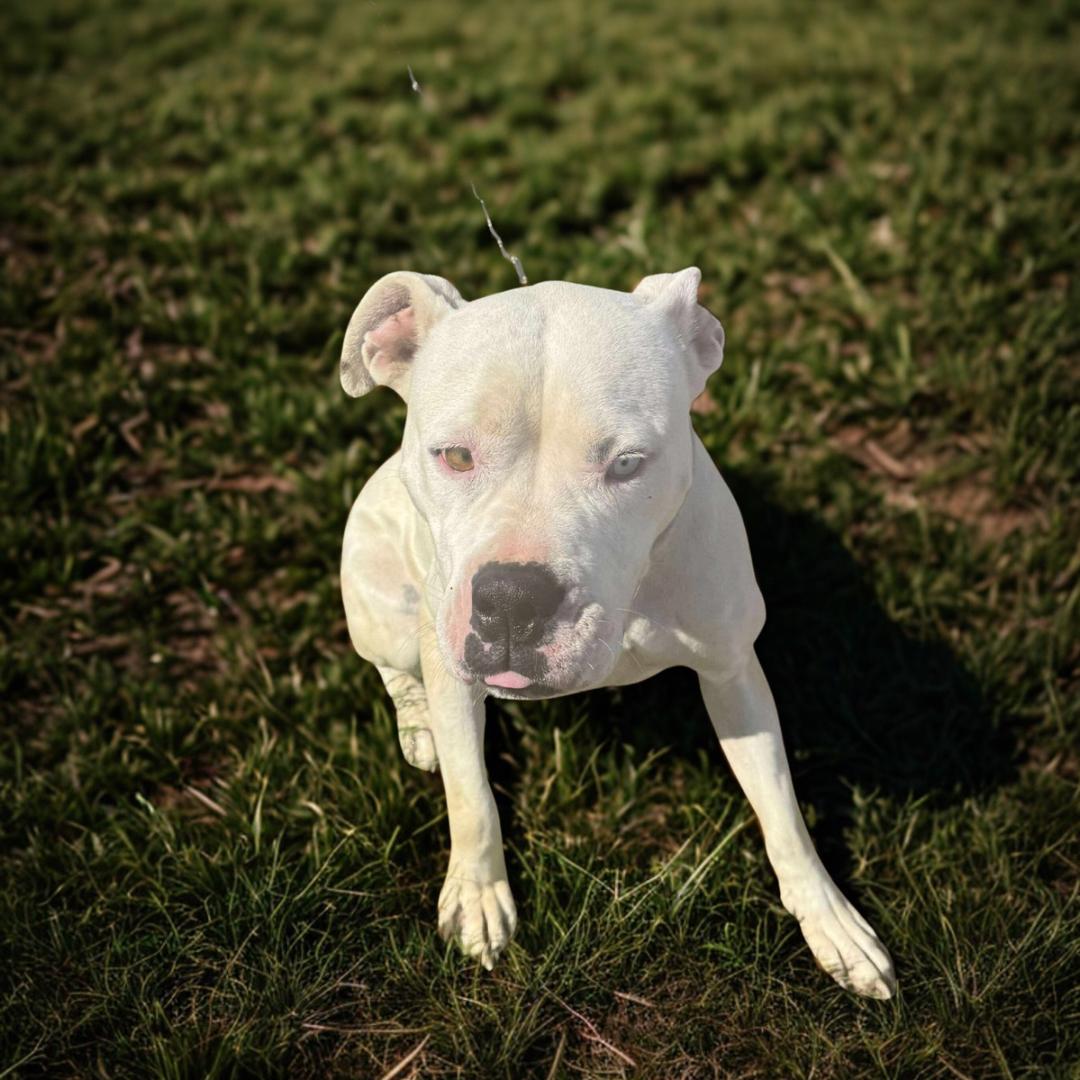 Enlarge Snow, an adopted mixed breed in Lancaster, KY image 1/2