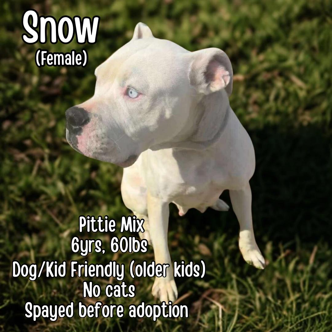 Enlarge Snow, an adopted mixed breed in Lancaster, KY image 2/2