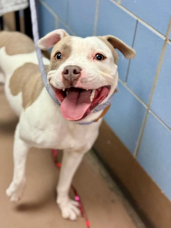 Grissini — thumbnail 2