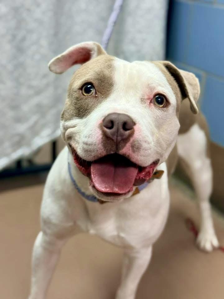 Grissini — thumbnail 3