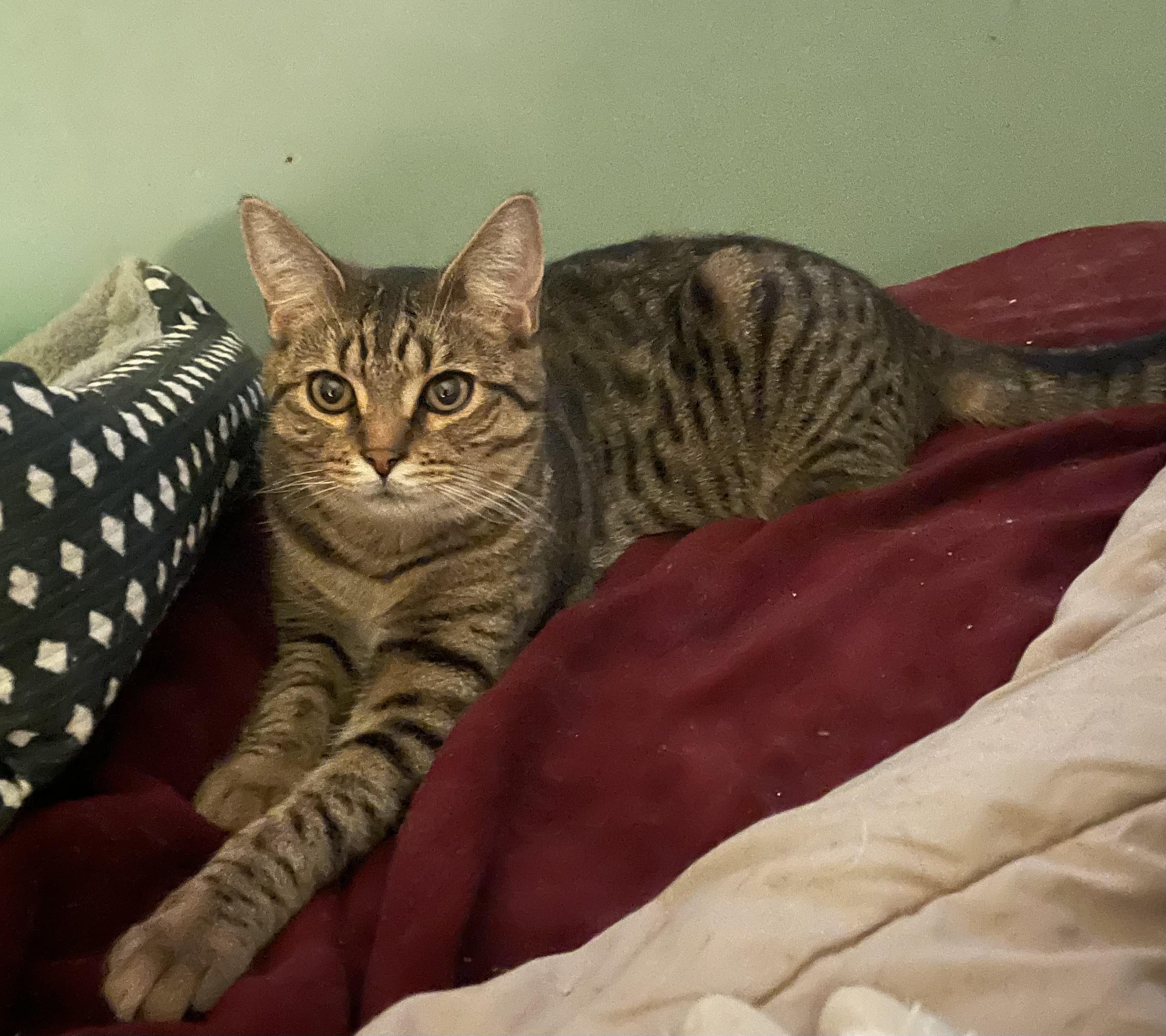 Tommy, ADOPTABLE, Kitten Male Domestic Short Hair.